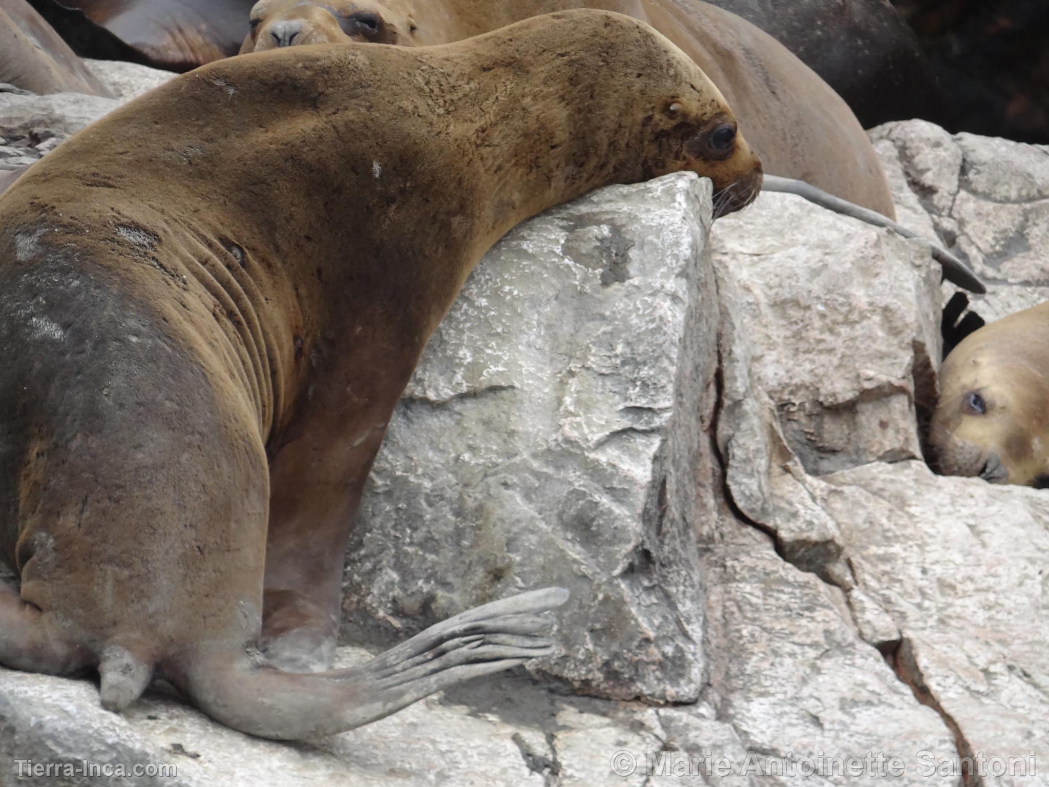 Islas Ballestas, Paracas