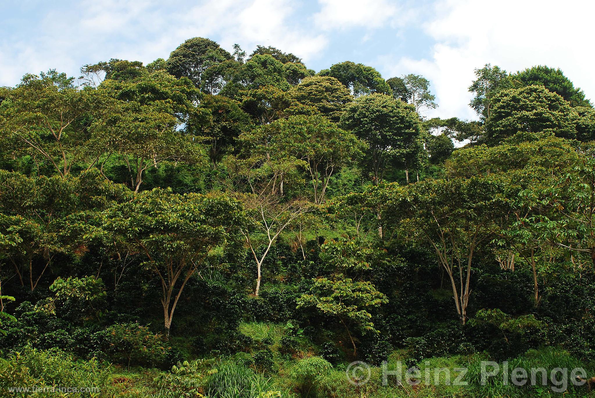 Cultivo de caf bajo sombra