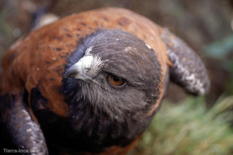 Gavilan acanelado (parabuteo unicinctus)