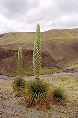 Puya Raimondi