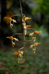 Orqudea