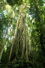 rbol en el Parque Nacional del Manu