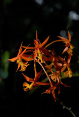 Orquídea