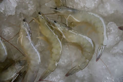 Langostino