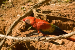 Guacamayo