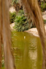 Laguna de Huacachina