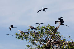 Aves fragata en los manglares de Tumbes