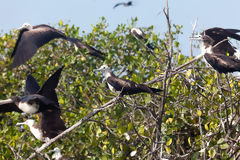 Aves fragata en los manglares de Tumbes