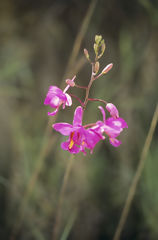 Orquidea en Villa Rica