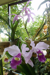 Orqudea, Moyobamba