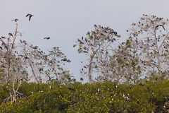 Aves en los manglares de Tumbes