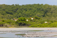 Flamencos o parihuanas en los Manglares de Tumbes