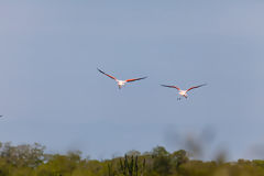 Flamencos o parihuanas en los Manglares de Tumbes