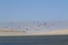 Flamencos, Paracas