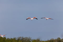 Flamencos o parihuanas en los Manglares de Tumbes