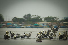 Manglares de Puerto Pizarro