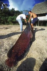 Pesca del paiche