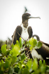 Manglares de Puerto Pizarro