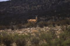 Reserva Nacional de Calipuy