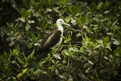 Manglares de Puerto Pizarro