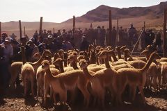 Chaccu de vicuñas