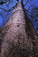 Pretino (Cavanillesia sp.)