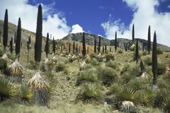 La Puya Raimondi