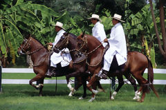 Caballos de paso en Motupe