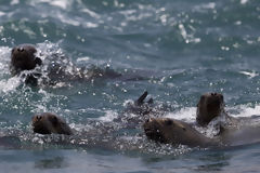 Lobos de mar en la isla de Asia