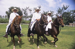 Caballos de paso en Motupe