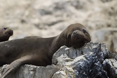 Lobos de mar en la islas de Asia