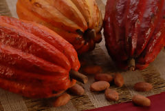 Cacao