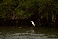 Garza grande en los manglares de Tumbes