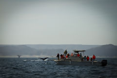 Avistamiento de ballenas