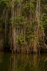 Manglares de Tumbes