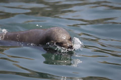 Lobo de mar en el balneario de Pucusana