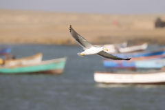 Gaviota en la playa Lagunillas