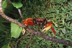 Cangrejo del Santuario Nacional de Manglares