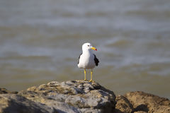 Gaviota en la playa Lagunillas