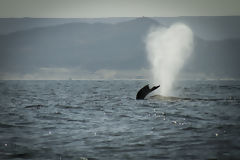 Avistamiento de ballenas