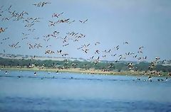 Flamencos sobrevolando la laguna La Nia