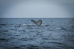 Avistamiento de ballenas