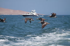 Pelcanos en la Reserva Nacional Paracas