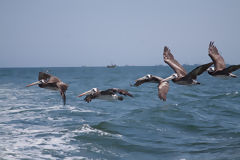 Pelcanos en la Reserva Nacional Paracas