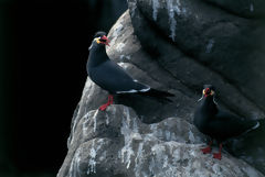 Gaviotines zarcillo, Paracas