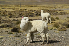 Alpacas