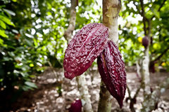 Frutos de cacao