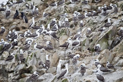 Piqueros peruanos en la reserva nacional de Paracas