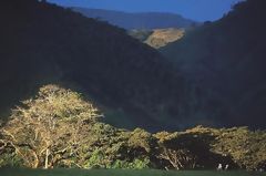 Parque Nacional Yanachaga-Chemilln