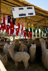 Exhibicin de alpacas